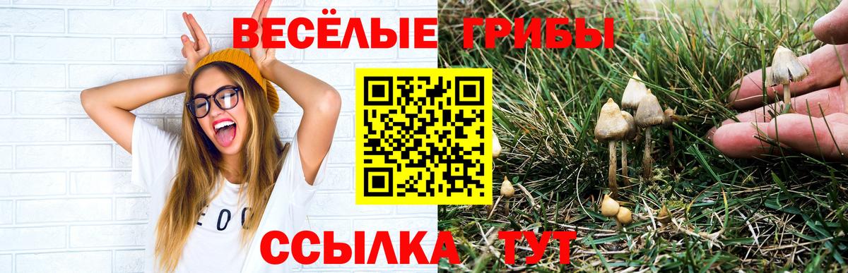 Псилоцибиновые грибы Psilocybe  Вход с VPN  наркота  Камышин 